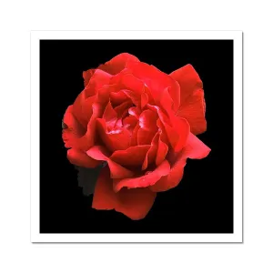 Red Rose Print C-Type Print