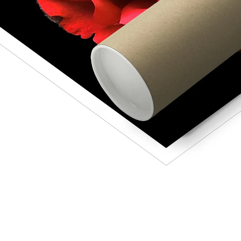 Red Rose Print C-Type Print